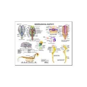  Equine Neurological System Anatomy Chart Industrial 