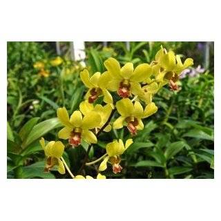  Vandachostylis Colmarie Carmela Hybrid Vanda Orchid 