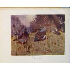  Ring Dove Ring Dove Seaby Birds Color Antique Print Art 