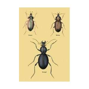  Beetles of Senegal Britain and France #2 20x30 poster 