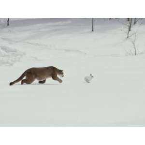  Mountain Lion Chases a Hare in a Snowy Landscape Stretched 