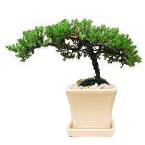 Japanese Juniper Bonsai Tree, 4 6 Year Old, 4 Inch Square Pot 