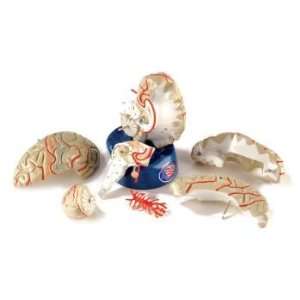  Deluxe 8 Part Life Size Brain with Arteries Model#AW DG178 