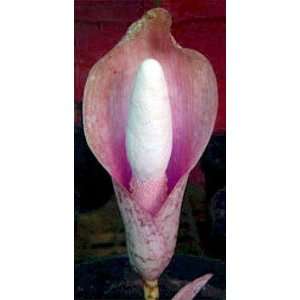  Pink Devils Tongue Voodoo Lily 10 Seeds Amorphophallus 