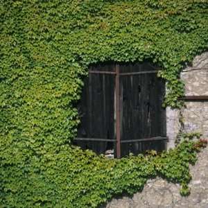 Boston Ivy (Parthenocissus Tricuspidata) Framing a Dark Barn Hay Door 