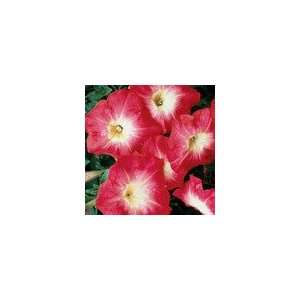  Petunia Celebrity Red Morn Hybrid Seeds Patio, Lawn 