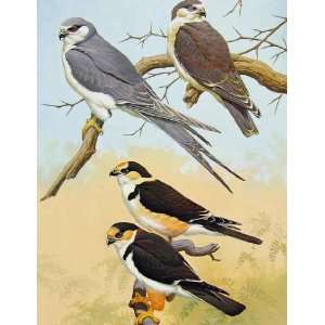  Eagles Hawks & Falcons African Swallow Tailed Kite