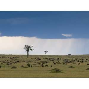  Wildebeest Migration (Connochaetes Taurinus), Masai Mara 