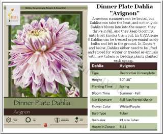 Dinner Plate Dahlia Avignon #1 size Tubers (ships Spring)  