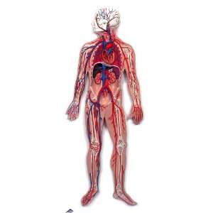    Circulatory System Mounted 3D Model