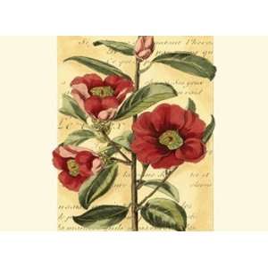  French Camelia   Poster by Samuel Curtis (13x9.5)