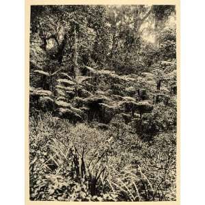  1930 Forest Flora Mount Kilimanjaro Africa Photogravure 