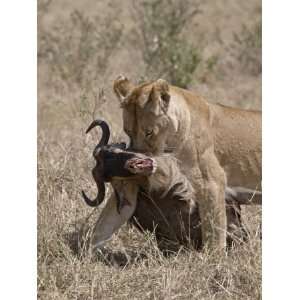  Lioness Dragging a Blue Wildebeest Carcass Photographic 