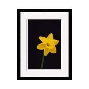  Penberth Daffodil Isles Of Scilly England Framed Giclee 