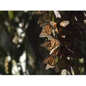  Monarch Butterfly Clustering for the Winter, California 