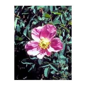  Rosa woodsii Woods Rose Seeds Patio, Lawn & Garden