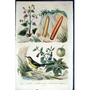    1839 H/C Natural History *047 Bird & Botanical