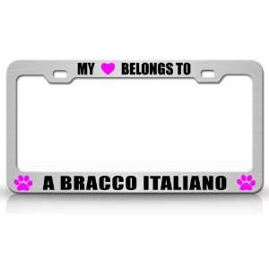 MY HEART BELONGS TO A BRACCO ITALIANO Dog Pet Steel Metal Auto License 