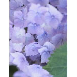  Close Up of Delicate Purple Hydrangea Blossoms in Nature 