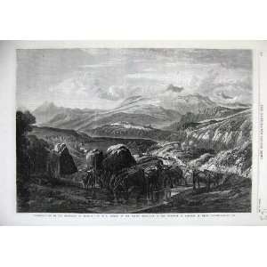   1868 Mountain View Highlands Braemar Cattle Cows Art