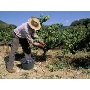  Spanish Seasonal Worker Picking Grapes, Seguret Region 