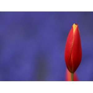  Close Up of Delicate and Fragile Budding Red Flower 