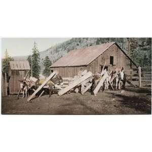  Reprint Colorado. Burros Loaded with Lumber 1904