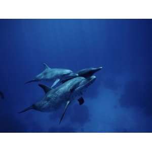  Adult and Two Baby Spotted Dolphins Swim in the Caribbean 