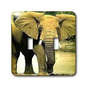 Wild animals   African Elephant   Light Switch Covers   double toggle 