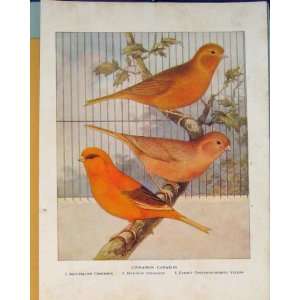  Cinnamon Canaries Color Old Print British Birds C1911 