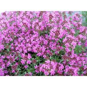  Pink Chintz Thyme Plant   Pretty Pink Flowers   Hardy   3 