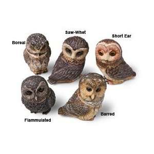  Owl Pot Bellys® Boxes   Saw Whet Owl