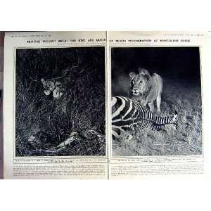   ZEBRA LIONESS AFRICAN LION WILD ANIMALS PHOTOGRAPH