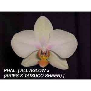 Phal [ All Aglow Pisgah x (Aries x Taisuco Sheen)] 1576H  