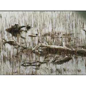  Dead Logs Interrupt a Pattern of Reflected Brown Reeds 