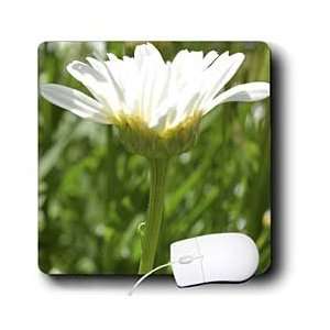   Expression  Daisy Flower  Floral Photography   Mouse Pads Electronics