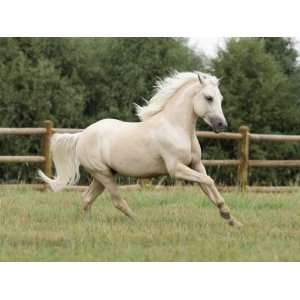 Palomino Welsh Pony Stallion Galloping in Paddock, Fort Collins 