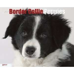  Border Collie Puppies 2011 Wall Calendar