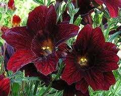 NEW 20+ CHOCOLATE STAINED GLASS FLOWER SEEDS / ANNUAL  