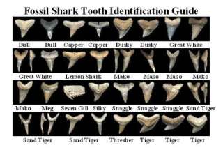 Dig for Rare Fossilized Prehistoric Shark Teeth  
