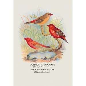  Common Amaduvale; American Fire Finch 20x30 poster