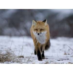  Red Fox, Vulpes Vulpes, Churchill, Manitoba, Canada, North 