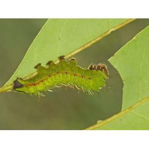  Saturnid Moth Fourth Instar Caterpillar Eating a Leaf 