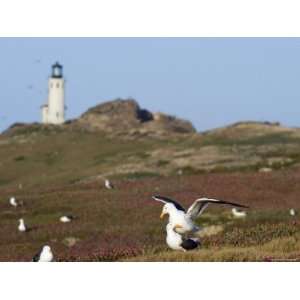  Lighthouse and Western Gulls on Anacapa Island, California 