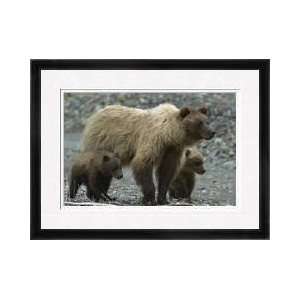 Grizzly Bear And Cubs Tracking Wounded Moose Framed Giclee Print