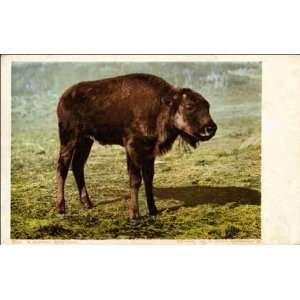   National Park WY   A Buffalo Bull Calf 1900 1909