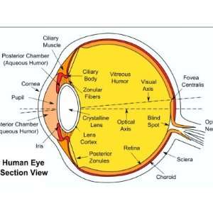  Anatomical Diagram of the Human Eye Ball Mugs