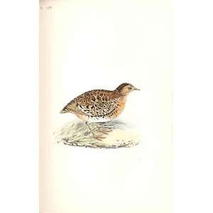 Andalusian Hemipole Meyer H/C Birds 1842 50
