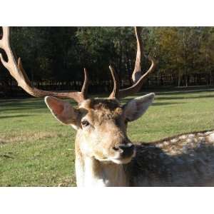  Fallow Deer Taxidermy Photo Reference CD Sports 