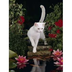 White Domestic Cat Watching Goldfish in Garden Pond Premium Poster 